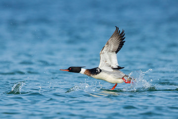 Red-breasted Merganser (Mergus serrator) male flying, Mecklenburg-Western Pomerania, Germany