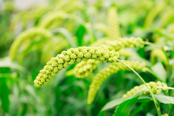  foxtail millet