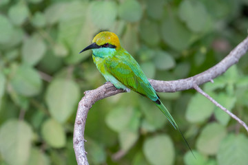 Green Bee-eater (Merops orientalis), Udawalawe  National Park, Sri Lanka