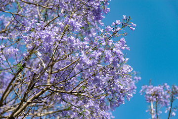 Blooming jacaranda trees in the spring of Buenos Aires, Argentina