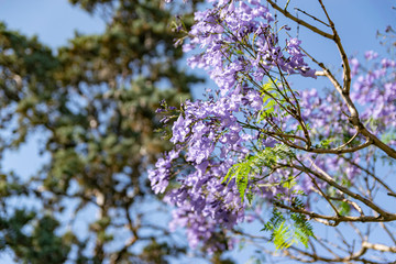 Blooming jacaranda trees in the spring of Buenos Aires, Argentina