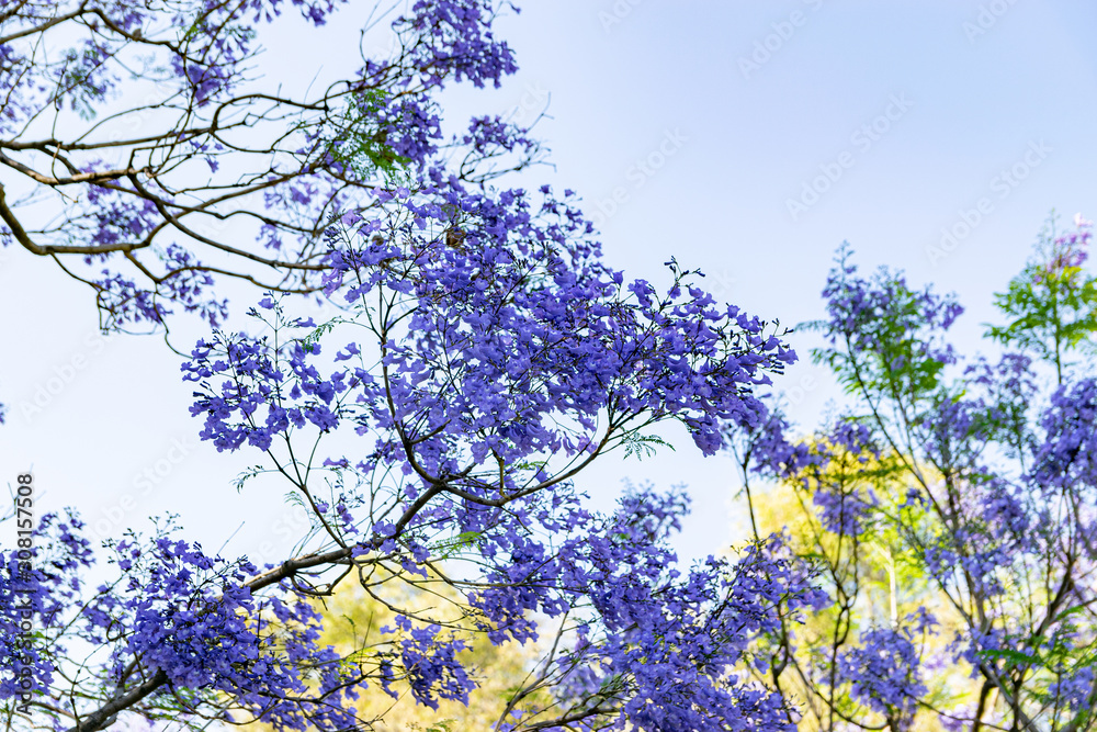 Wall mural Blooming jacaranda trees in the spring of Buenos Aires, Argentina