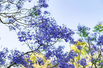 Blooming jacaranda trees in the spring of Buenos Aires, Argentina