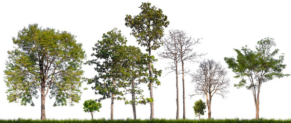 isolated tree and death on white background