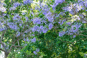 Fototapeta na wymiar Blooming jacaranda trees in the spring of Buenos Aires, Argentina