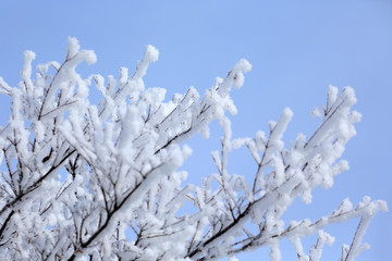 霧氷	