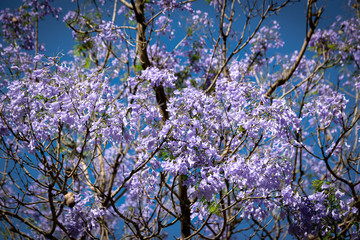 Blooming jacaranda trees in the spring of Buenos Aires, Argentina