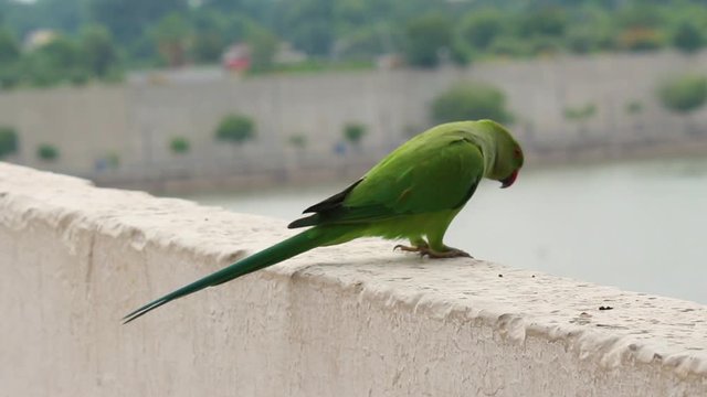 Parrot sitting, Parriot sitting on Ahmedabad Riverfront
