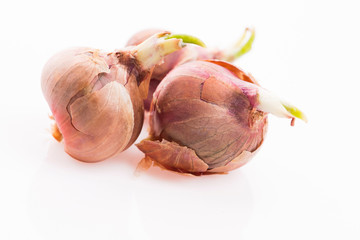 Tree onions, topsetting onions, walking onions or Egyptian onions Allium proliferum