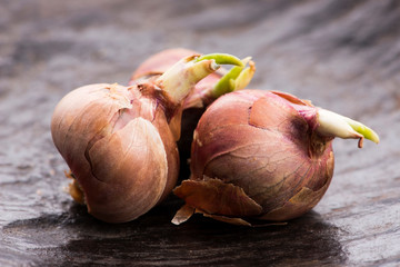 Tree onions, topsetting onions, walking onions or Egyptian onions Allium proliferum