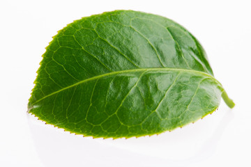 Green tea leaf isolated on white background