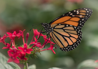 Fototapeta na wymiar butterfly on flower Monarch