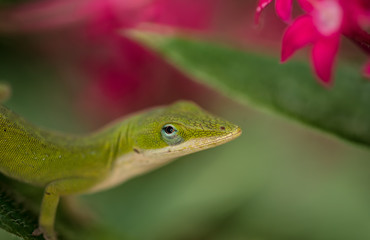 Anole Lizard green leaf 4