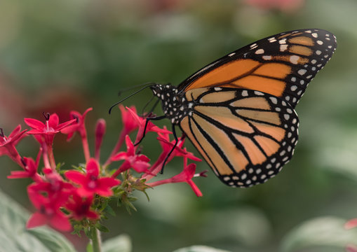 butterfly on flower Monarch