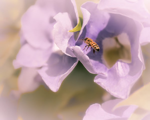 Bee on flower 1