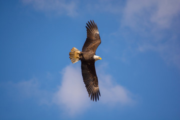 Bald Eagle in Flight