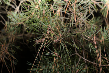 background texture pine needles Christmas trees in the forest