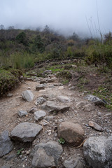 Trail on the Annapurna Base Camp Trek in tropical Rain forest Nepal.