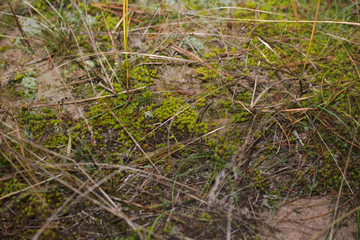 forest moss with a beautiful Christmas tree needles green
