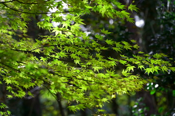 Colorful maple leaves (Autumn leaves)