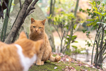 かわいい猫の日常