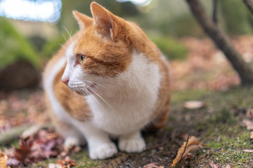 Naklejka na ściany i meble かわいい猫の日常