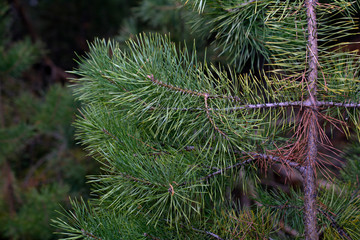 background texture pine needles Christmas trees in the forest