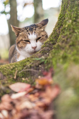 ひょっこり覗き込むかわいい猫の日常