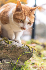 かわいい猫の日常