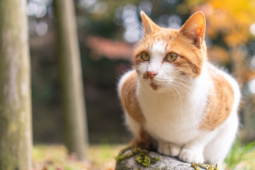 かわいい猫の日常