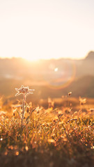 Beautiful sunrise with flower in front
