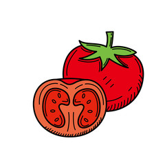 Tomato vector illustration with colored hand drawn style isolated on white background 
