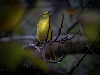 A yellow browed Bulbul bird from the Sahyadri mountain range of India