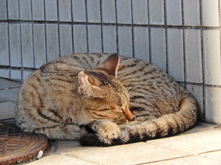 ねこ