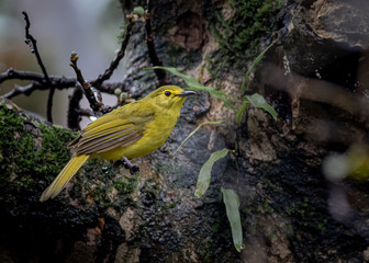 A yellow browed Bulbul bird from the Sahyadri mountain range of India