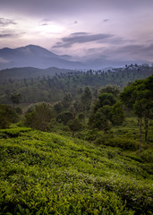 Portait of Munnar landscape mountain from south India Kerala
