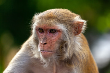 Naklejka premium A monkey on a bridge in Rishikesh
