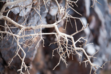 dead tree in the desert of Mongolia