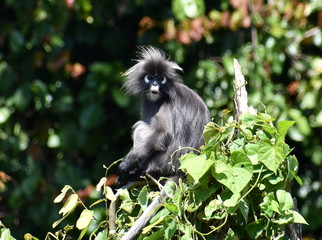 Relaxed langur monkey sitting in a tree in the jungle