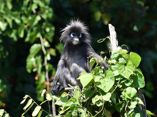 Cute langur monkey sitting in a tree in the jungle