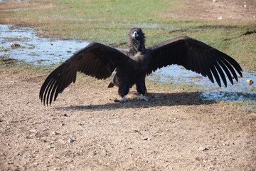 Mongolian Black Cinereous Vulture or Aegypius monachus
