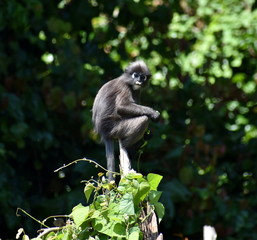 Cute langur monkey sitting in a tree in the jungle looking at the camera