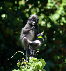 Relaxed langur monkey sitting on a tree in the jungle eating leaves