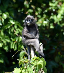 Cute langur monkey sitting at the top of a tree in the jungle