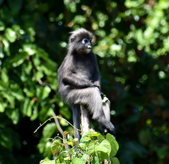 Fototapeta na wymiar Beautiful langur monkey sitting relaxed on the top of a tree in the jungle