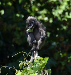 Beautiful langur monkey sitting on top of a tree eating leaves in the jungle