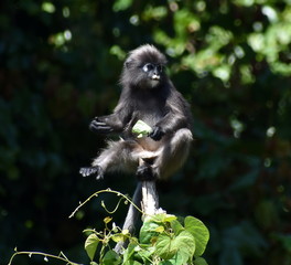 Cute langur monkey sitting relaxed on top of a tree in the jungle