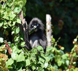 Beautiful langur monkey sitting in a tree in the jungle eating leaves
