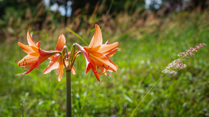 Obraz premium Hippeastrum johnsonii Bury