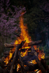 burning bonfire on a summer evening next to tree cherry